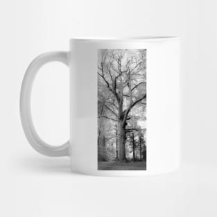 Inosculated beech Mug